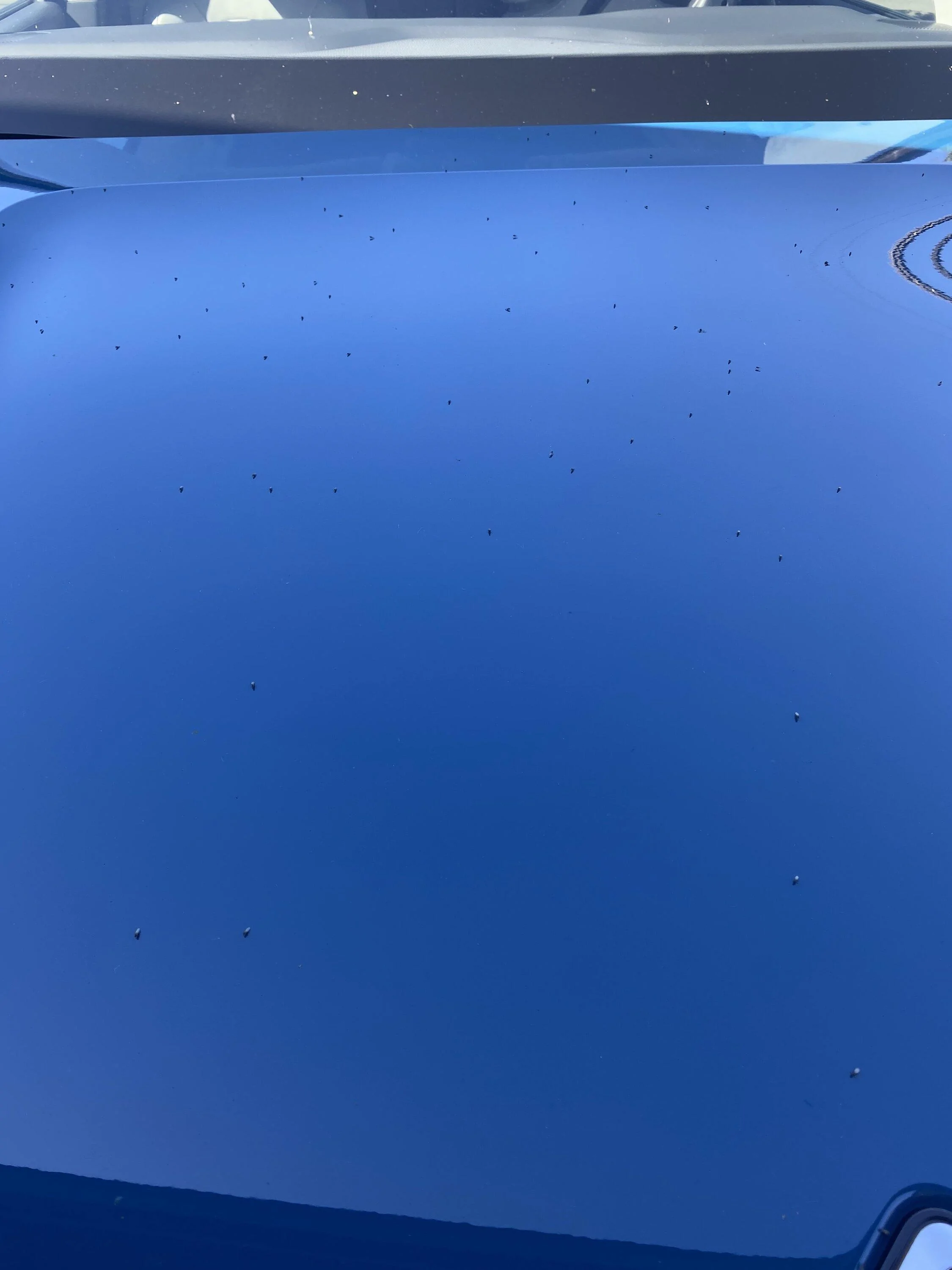 Rivian R1T R1S Flies love Rivian Blue IMG_6953
