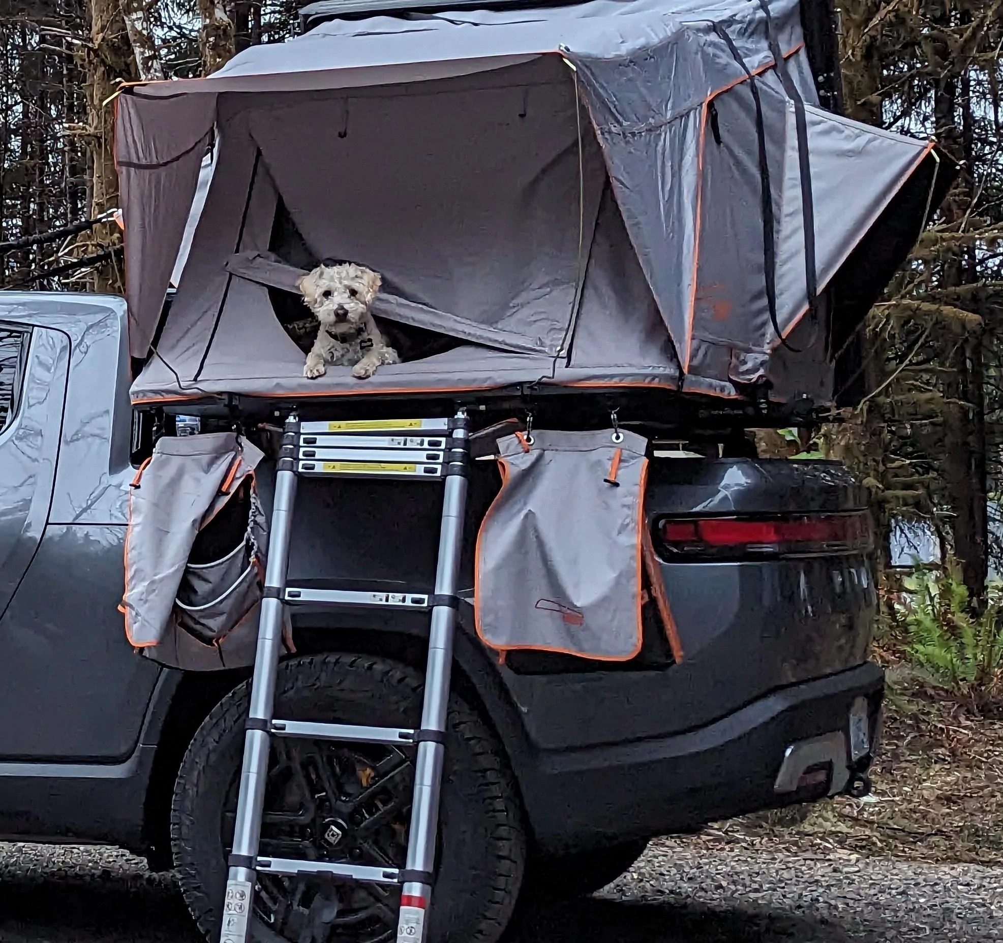 Rivian R1T R1S Dogs and Rivians ? 1000001929
