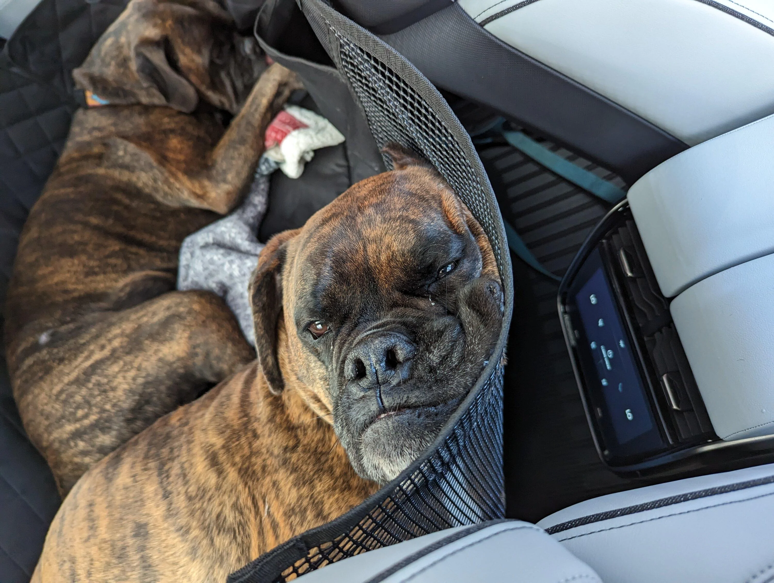 Rivian R1T R1S Dogs and Rivians ? bodhi_hammock