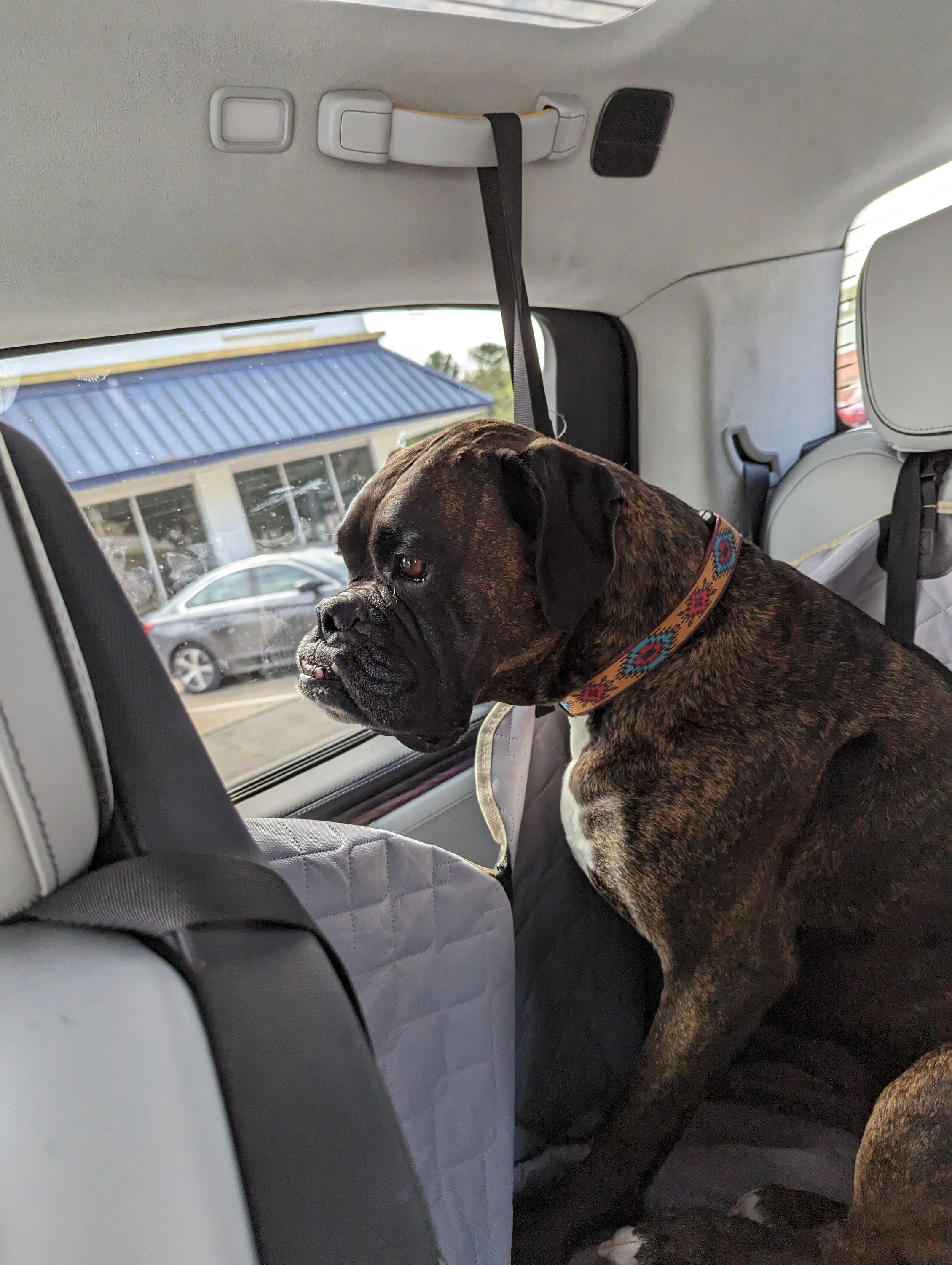 Rivian R1T R1S Dogs and Rivians ? cooper1