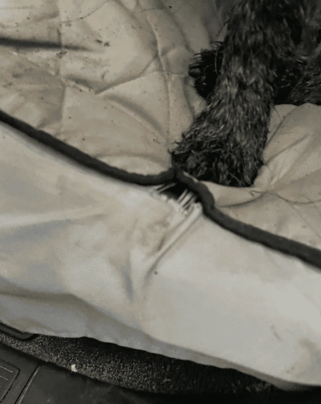 Rivian R1T R1S My (non-hammock) dog back seat plan 1697821269204