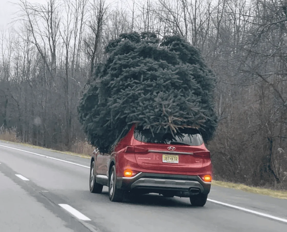 Rivian R1T R1S R1S Christmas tree transport 1697990474538