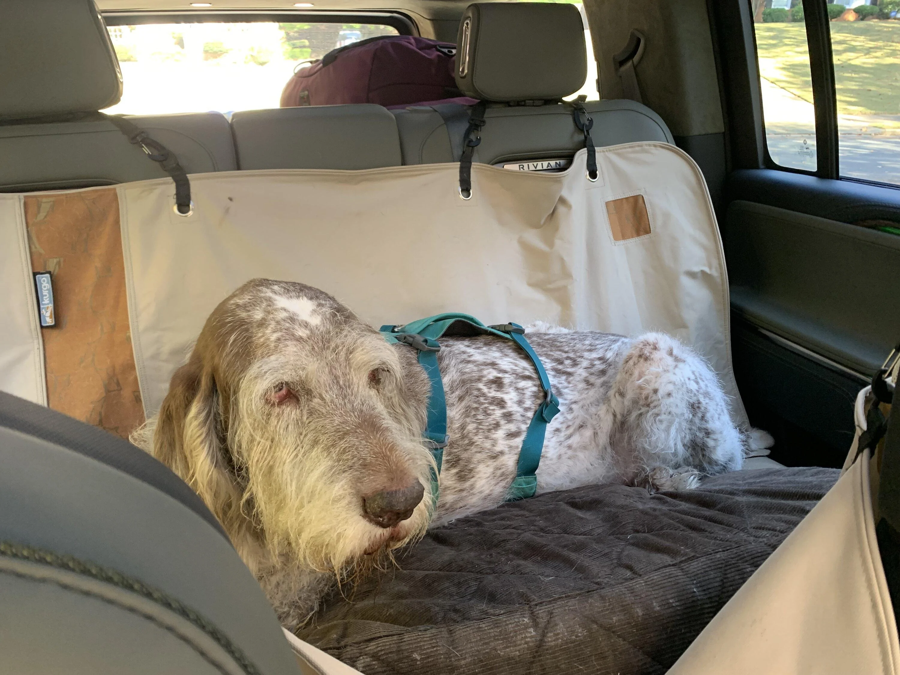 Rivian R1T R1S Dogs and Rivians ? 72028638143__4778EB2B-8D6F-4889-A5C1-E11F68E152C8