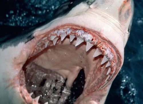 https---tf-cmsv2-smithsonianmag-media.s3.amazonaws.com-filer-20120727112006shark.jpeg