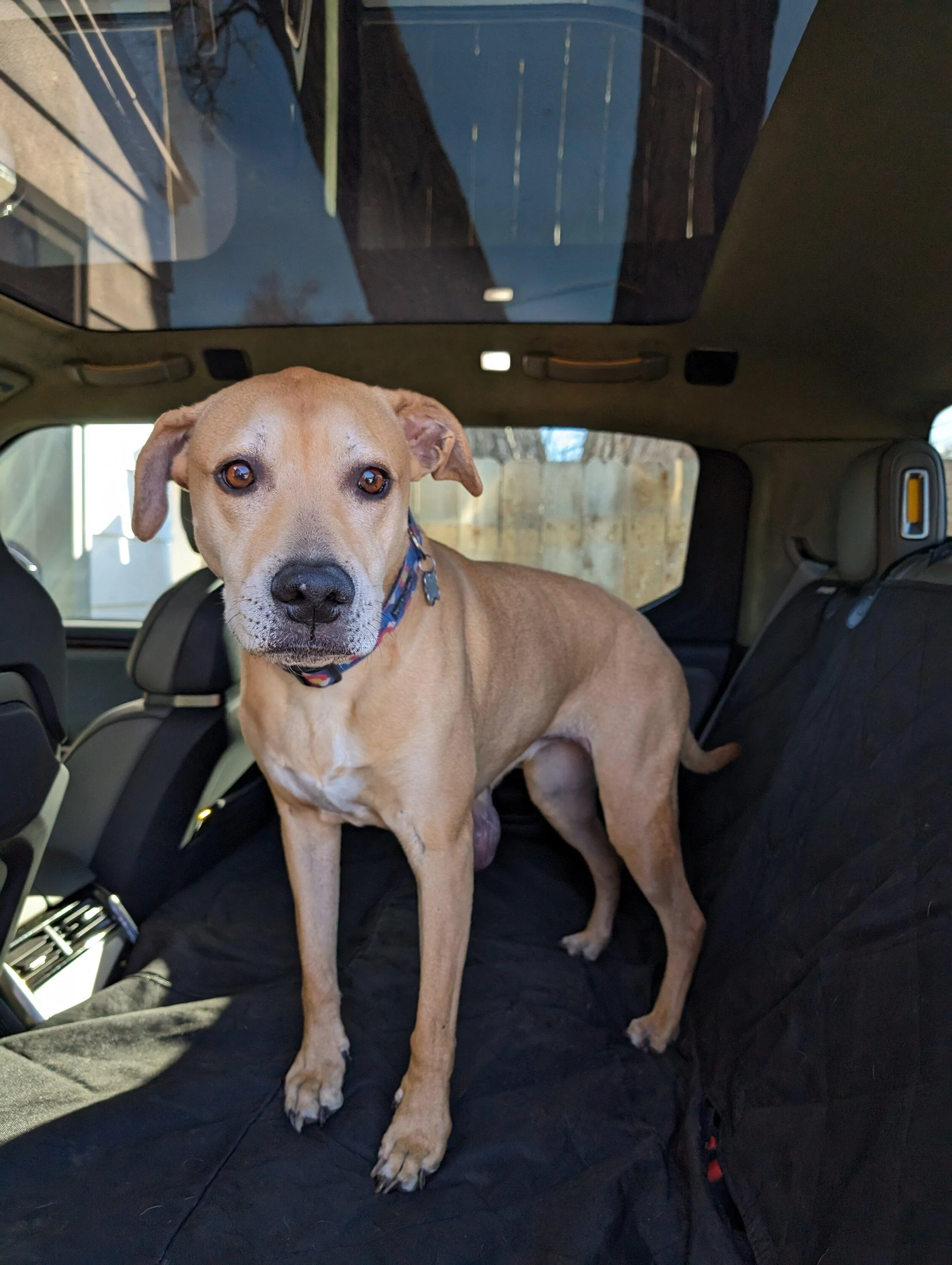 Rivian R1T R1S Any dog owners using this Orvis seat extender? PXL_20231128_205030064.MP