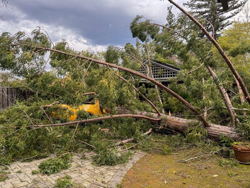 Rivian R1T R1S Rivian crushed by tree in California storm 1000012506