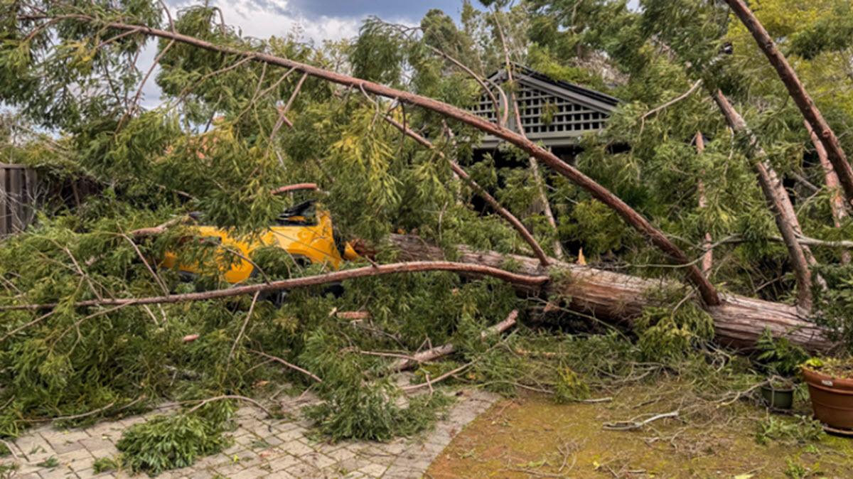 Rivian R1T R1S Rivian crushed by tree in California storm 1000012501