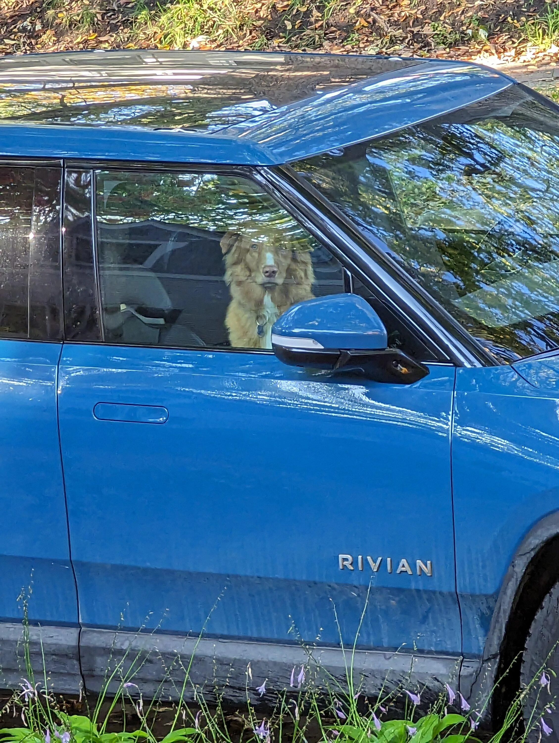 Rivian R1T R1S Dogs and Rivians ? PXL_20231020_144226527