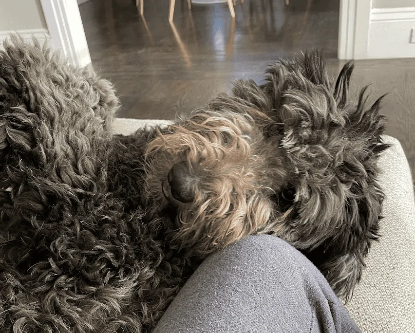 Rivian R1T R1S Campaign for more temperature flexibility in Pet Comfort mode 1709586966447-png