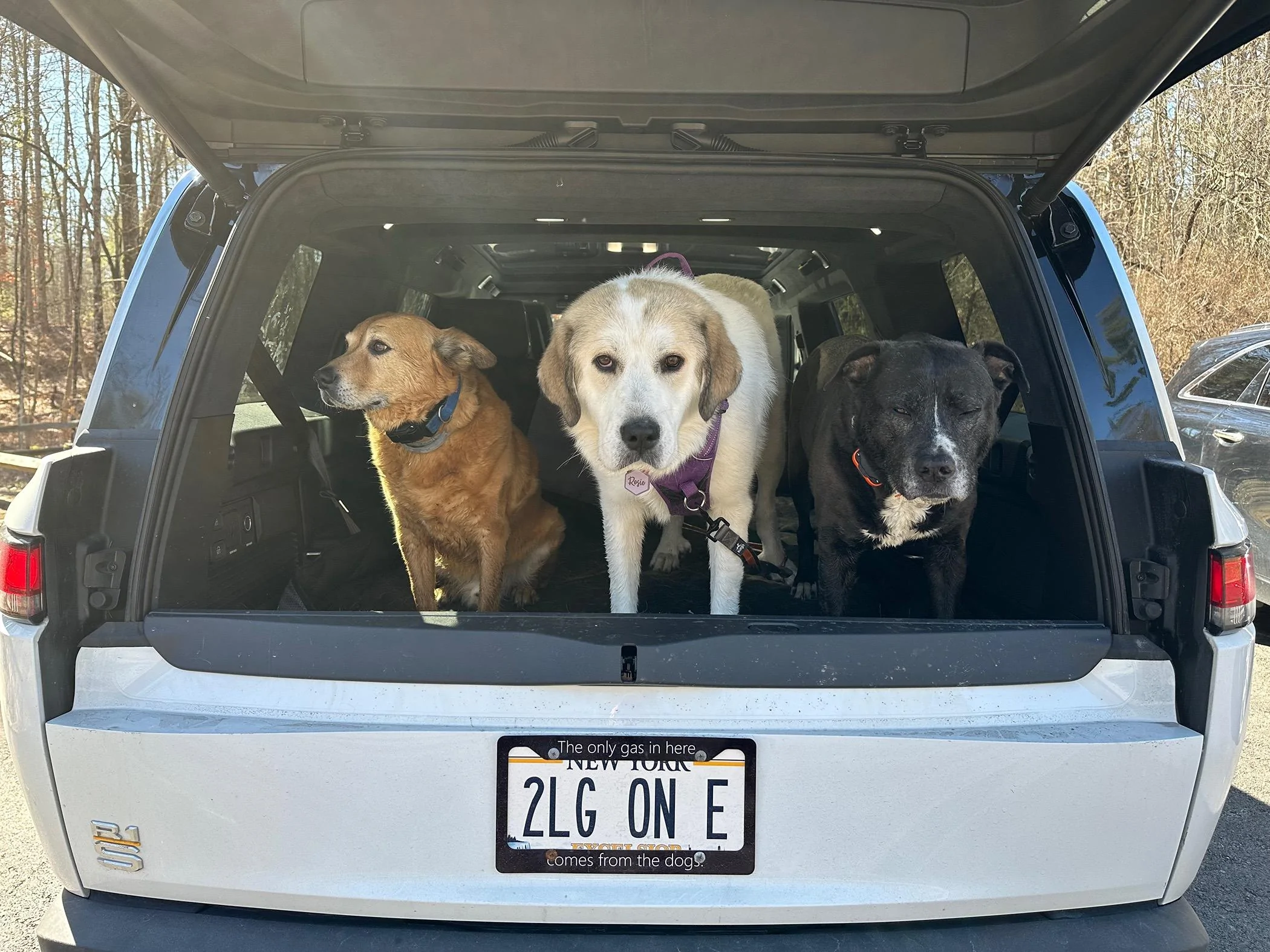 Rivian R1T R1S Dog steps for R1S? IMG_5288