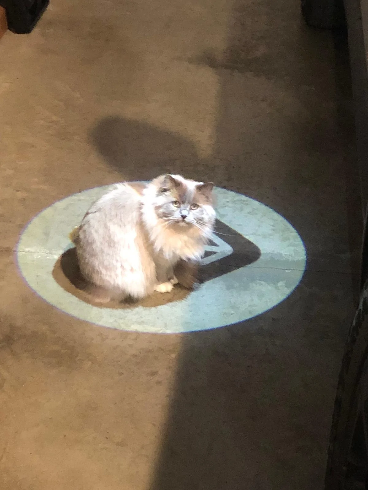 Rivian R1T R1S Cat camping, charging with TT-30 adapter and R1S powered cooking Luna - Rivian Cat
