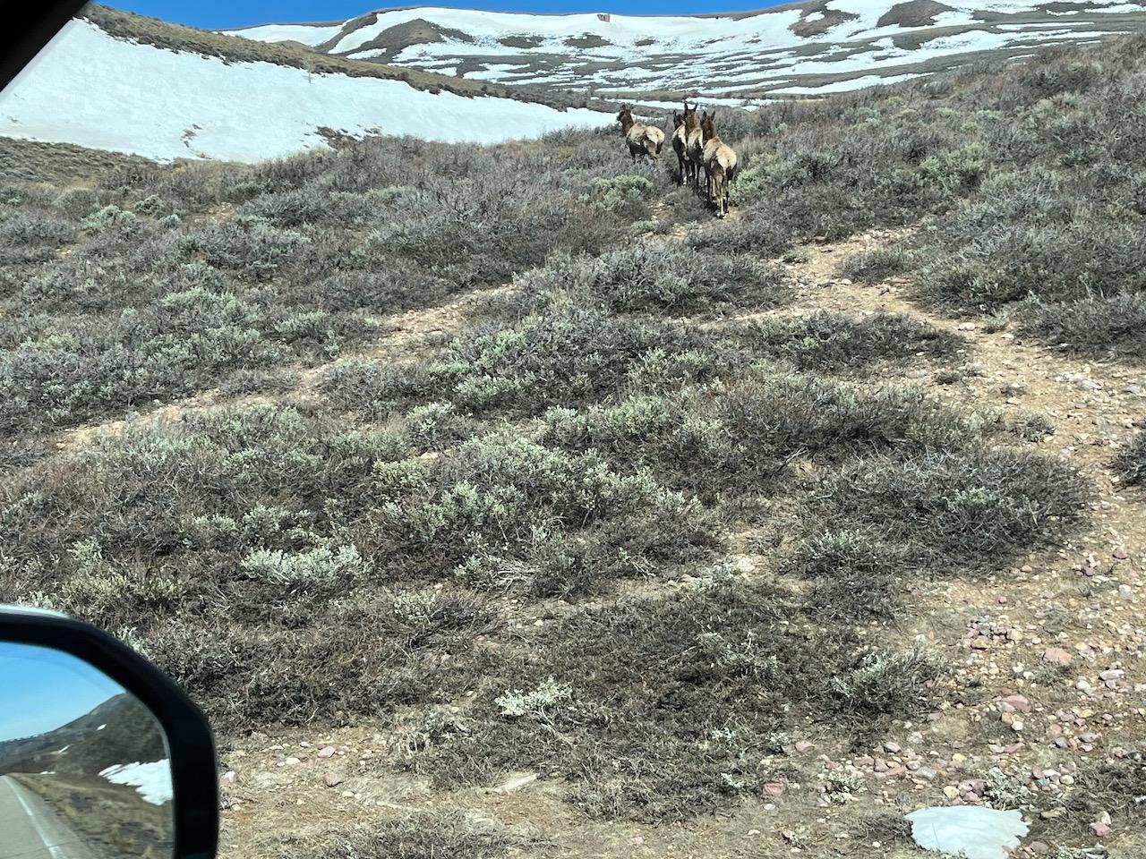 Rivian R1T R1S Deer on I-80...Not Visible in DriveCam elk - 1