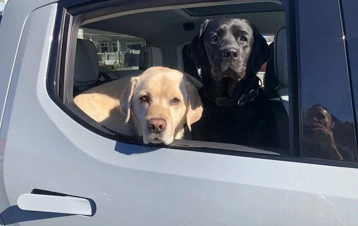Dogs and Rivians ?