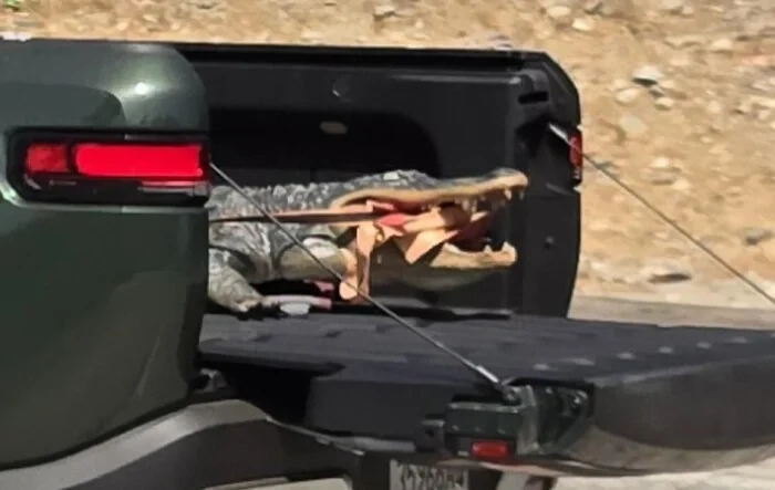 Another Rivian just doing truck things!! ?