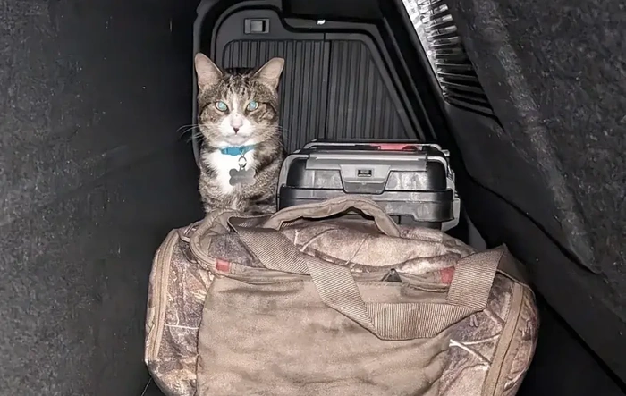 Does Your Pet Ride Up Front, or Claim the Gear Tunnel? 🐾