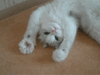 1777246171127-cb.gif