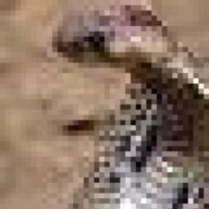 snakebitten