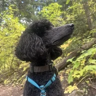 boulderdog