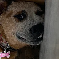 Doggman