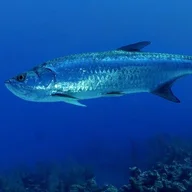 Tarpon