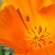 herbiegardens