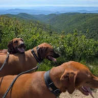 3dogfl