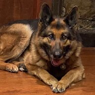 Low Dog