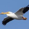 WhiteBird