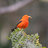 mauibirdnerd