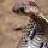 snakebitten