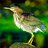 GreenHeron