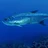 Tarpon